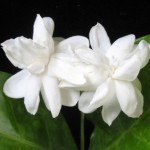 Jasminum sambac Mysore Mulli 12