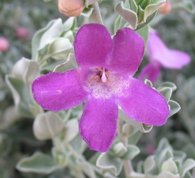 Leucophyllum frutescens — Texas Sage 20
