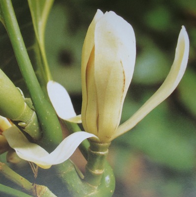 Magnolia citrina (grafted) 35