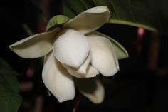 Magnolia coco x henryi (new hybrid) (TF) 50