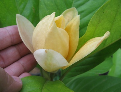 Magnolia liliifera x champaca (new hybrid) (TF) 50 — новый гибрид
