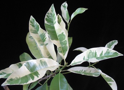 Manikara achras (white leaf) 20