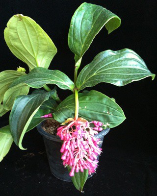 Medinilla magnifica(Giant leaf) 30