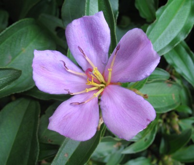Melastoma malabathricum (purple flower) 23