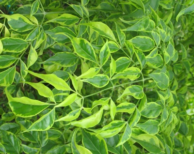 Millingtonia hortensis variegated 54