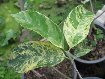 Mimusops elengi (white leaf) 20