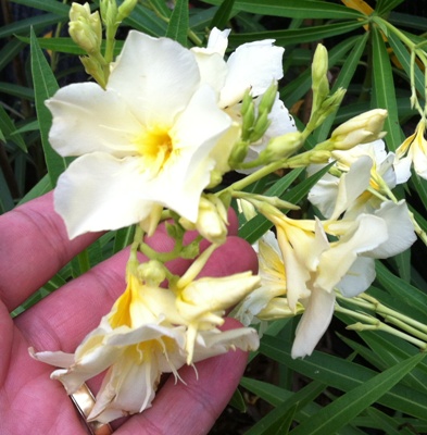 Nerium oleander Dwarf (cream flower) 24
