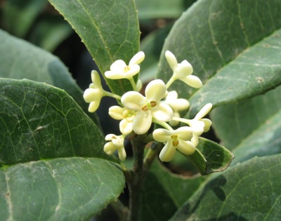 Osmanthus fragrans (white flower) 20