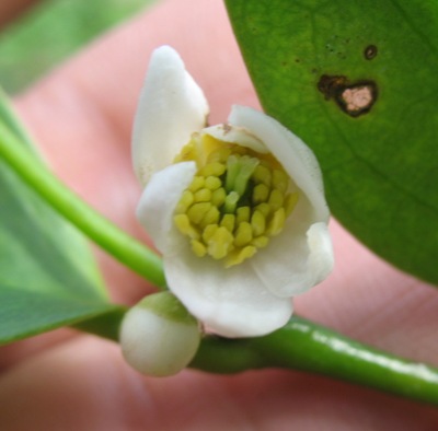 Polyalthia parviflora Annonaceae 26