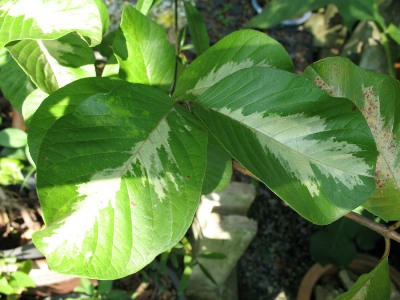 Psidium guajava variegata (No 1) 50