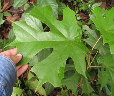 Pterospermum acerifolium Sterculiaceae (southern Thailand) (TF) 38