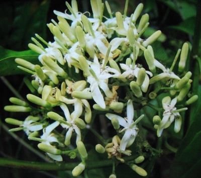 Randia oppositifolia Rubiaceae 30
