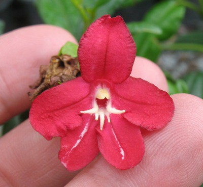 Ravenia spectabilis(red flower) 24