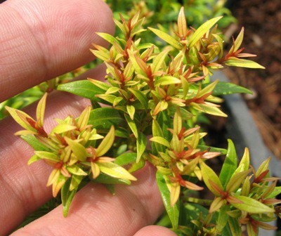 Syzygium paniculatum Dwarf 30