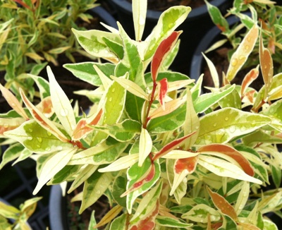 Syzygium paniculatum albomarginata 50