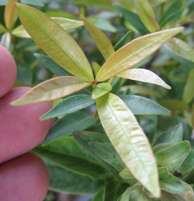 Syzygium paniculatum (small leaf) 23