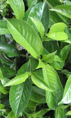 Tarenna wallichii (Ixora walichii) 20