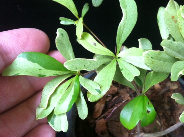 Terminalia ivorensis variegata (grafted)45