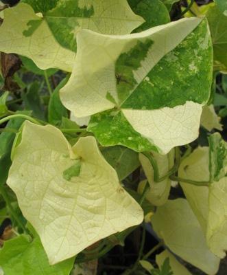 Thunbergia grandiflora (white variegated) 30