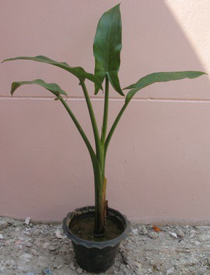 Typhonodorum lindleyanum (Madagascar) / Тифонодорум линдлеянум (Мадагаскар) 28
