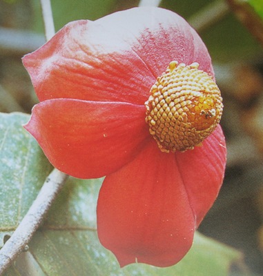 Uvaria grandiflora var. grandiflora= U. hamiltonii 30