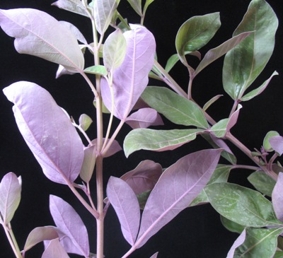 Vitex rotundifolia (purple leaf) (TF) 30