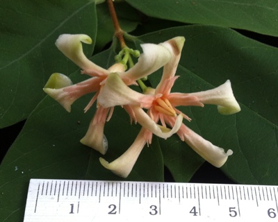 Wrightia arborea =(Wrightia tomentosa) (southern Thailand)(TF) 35
