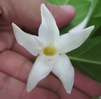 Wrightia dubia (white flower) 30