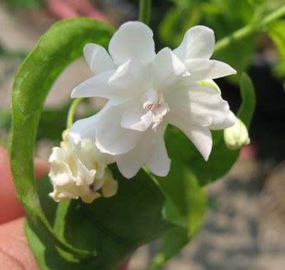 Wrightia religiosa (double flower) 24