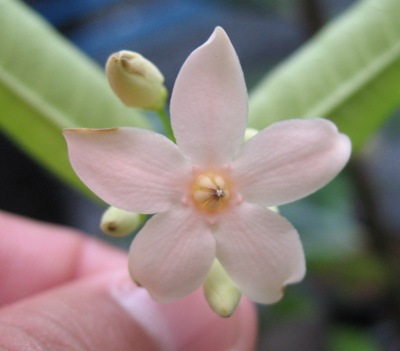 Wrightia (soft pink flower) Natural hybrid between W. coccinea x W. religiosa 35