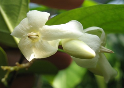 Wrightia sp.(cream flower) 26