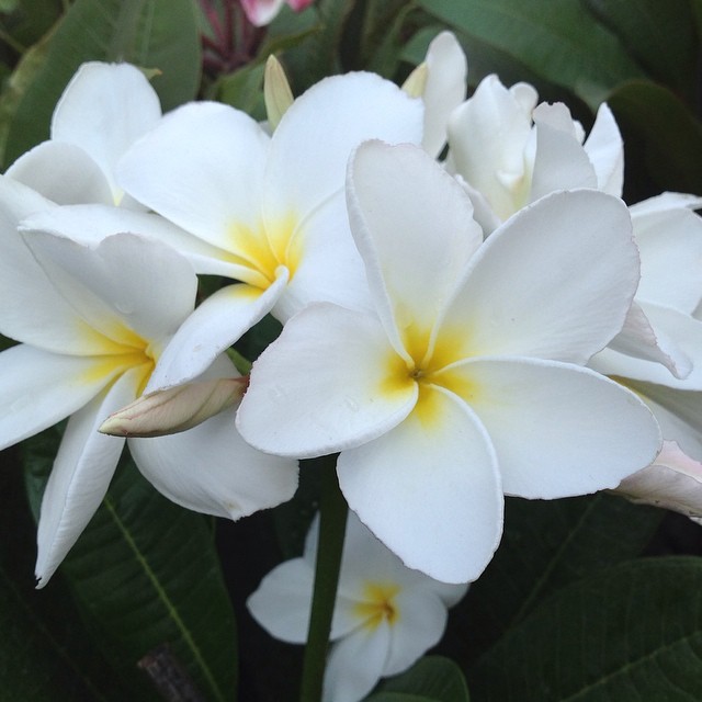 plumeria Bali White 25