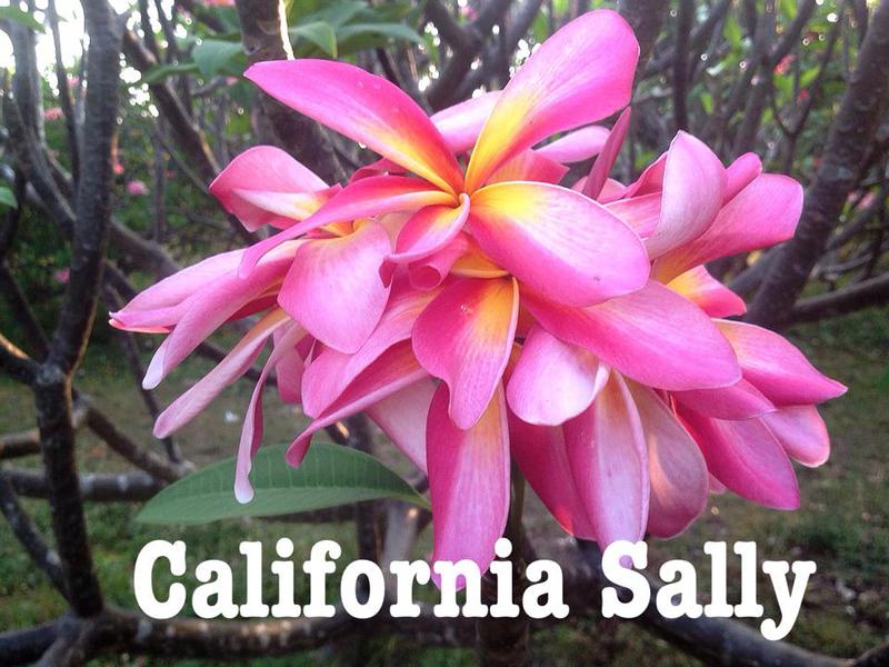 plumeria california sally (not grafted) 50