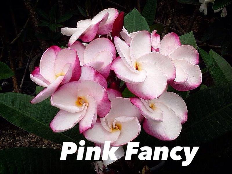 plumeria pink fancy 25