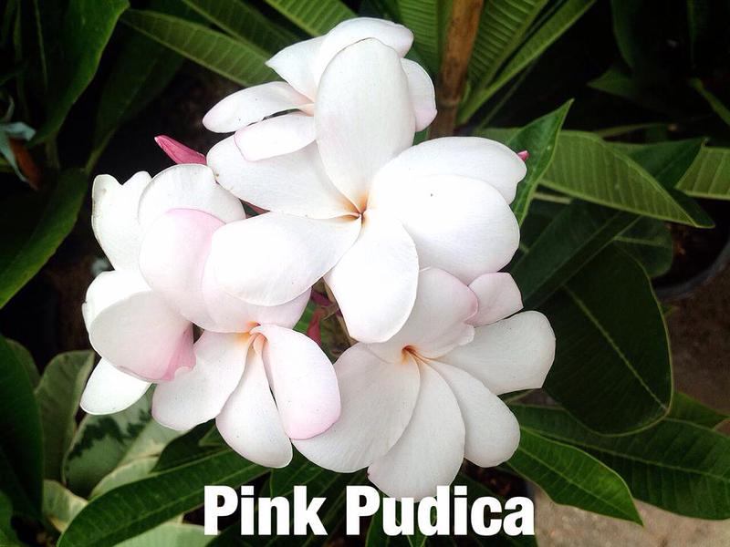 plumeria pink pudica 25