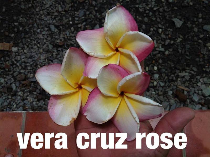 plumeria vera cruz rose (not grafted) 50