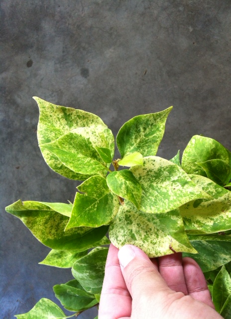 Bougainvillea Pixie Queen variegata ‘Giant leaf’ 30
