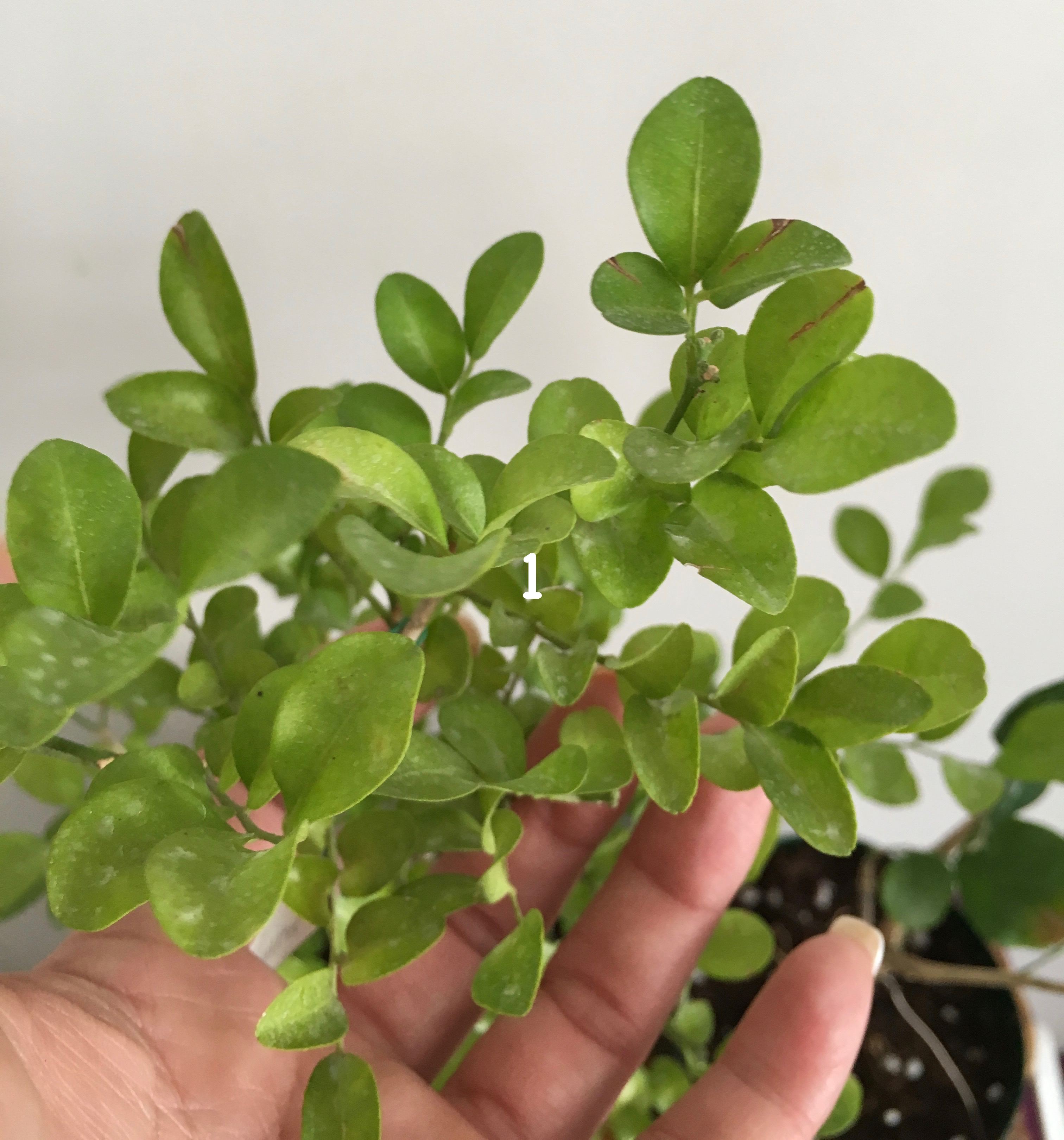 Murraya paniculata %E2%80%98Dwarf%E2%80%99 wavy leaf