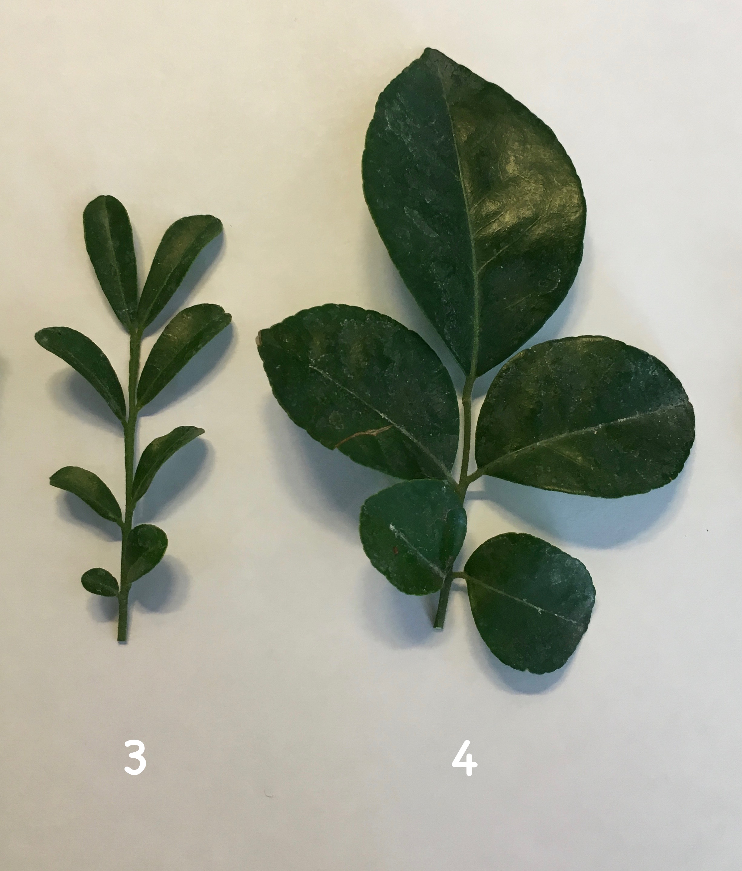 Murraya paniculata «Min-a-min» dwarf 23 (слева) Murraya paniculata ‘Min-a-min’ (big leaf) 25 (справа)