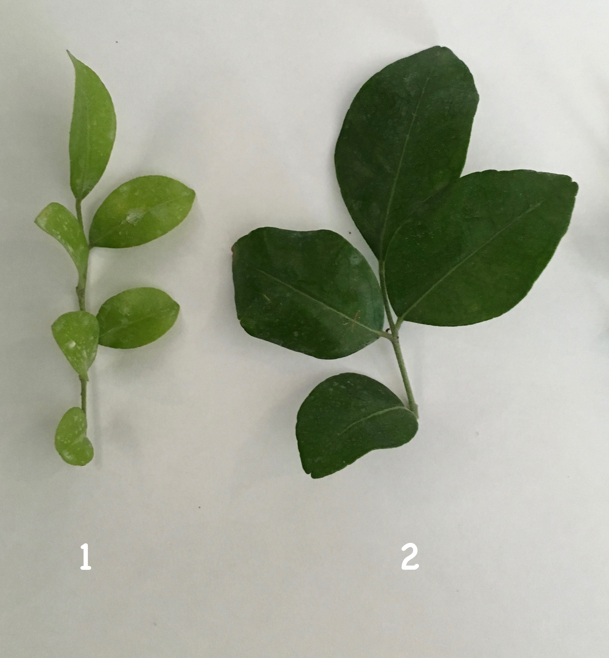 Murraya paniculata ‘Dwarf’ (wavy leaf) 24 (слева) Murraya paniculata ‘Himalayan’ 24 (справа)