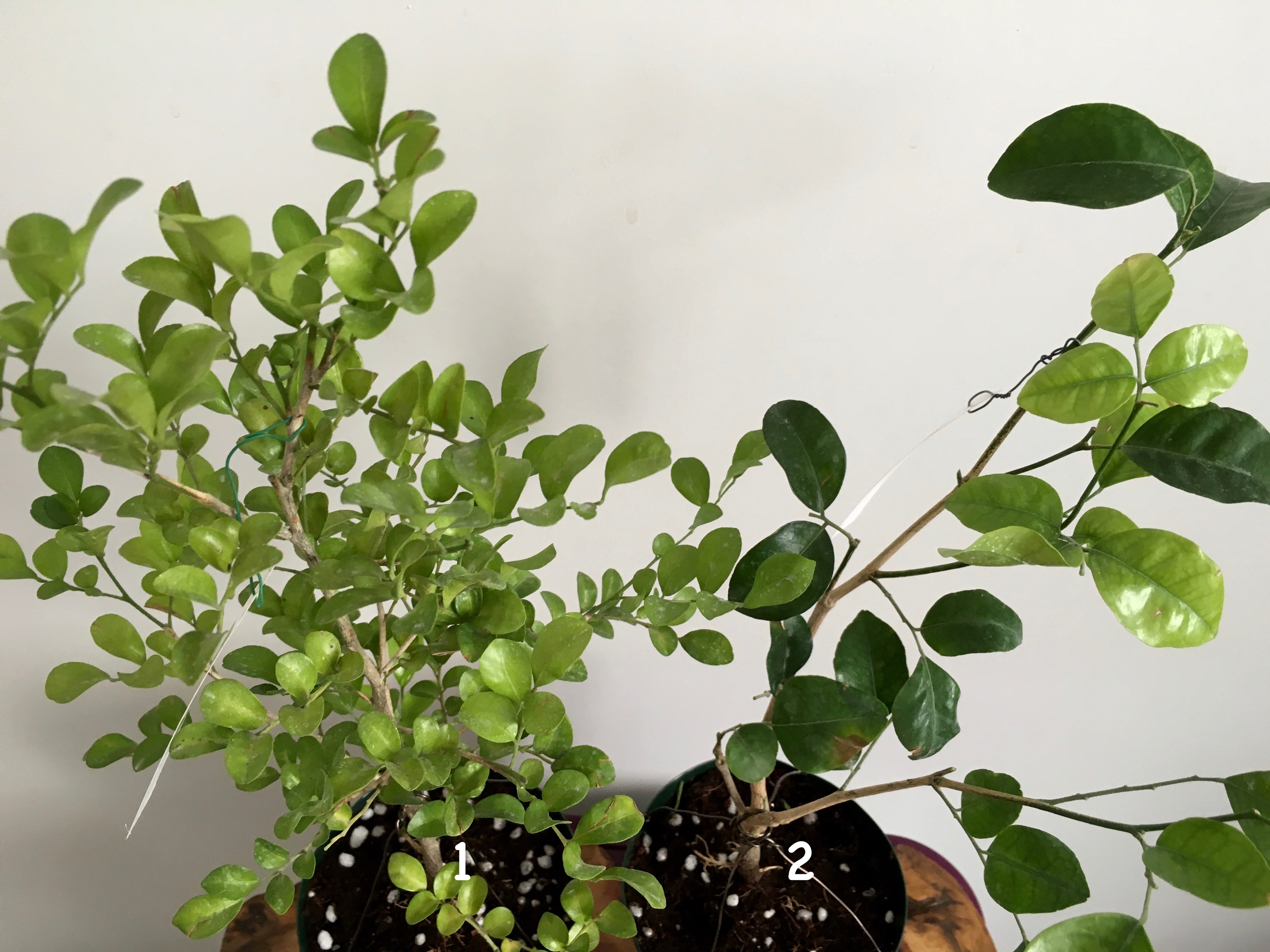 Murraya paniculata ‘Dwarf’ (wavy leaf) (слева) Murraya paniculata ‘Himalayan’ (справа)