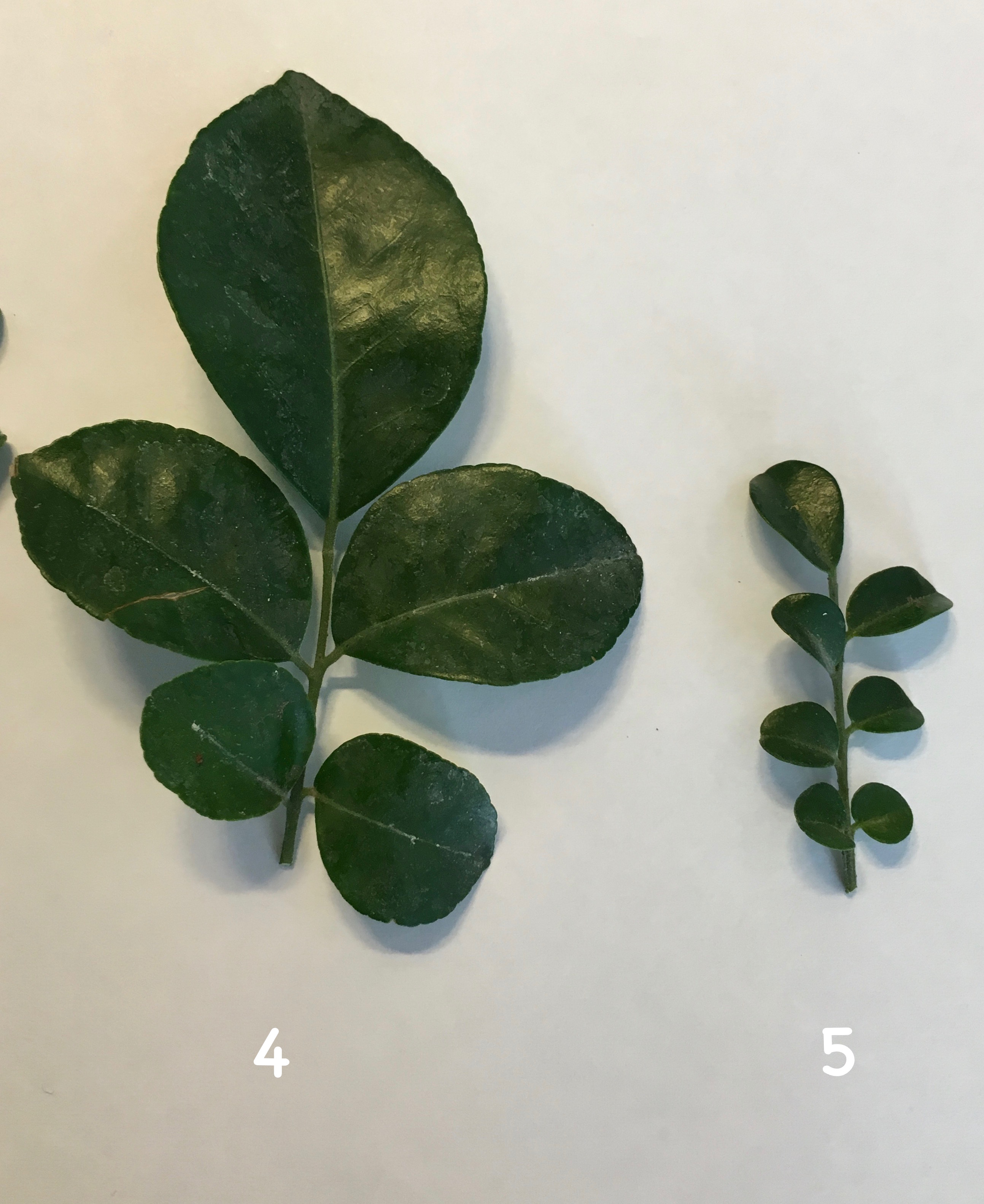 Murraya paniculata ‘Min-a-min’ (big leaf) 25 (слева) Murraya ‘Mim-a-min’ Dwarf (mutation) 27 (справа)