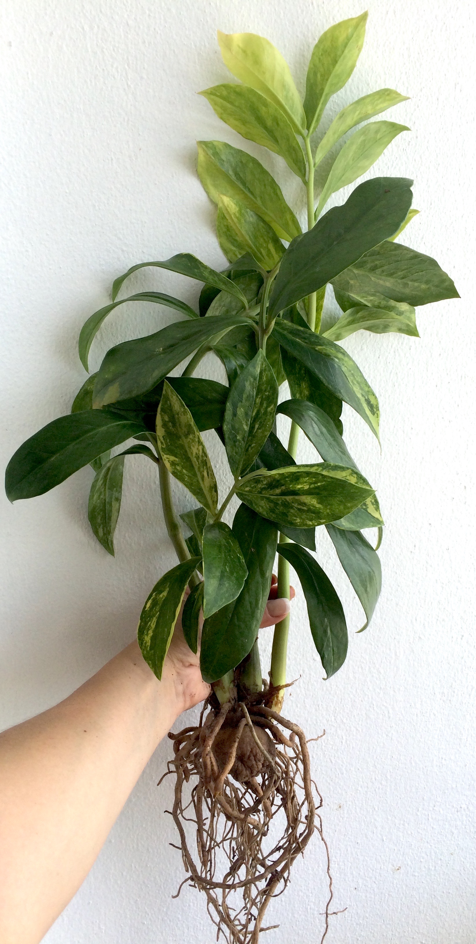 Zamioculcas zamifolia lemon variegated (long leaf)/ Замиокулькас замиелистный, желтая (лимонная)  вариегатность, длиннолистная форма  80-150