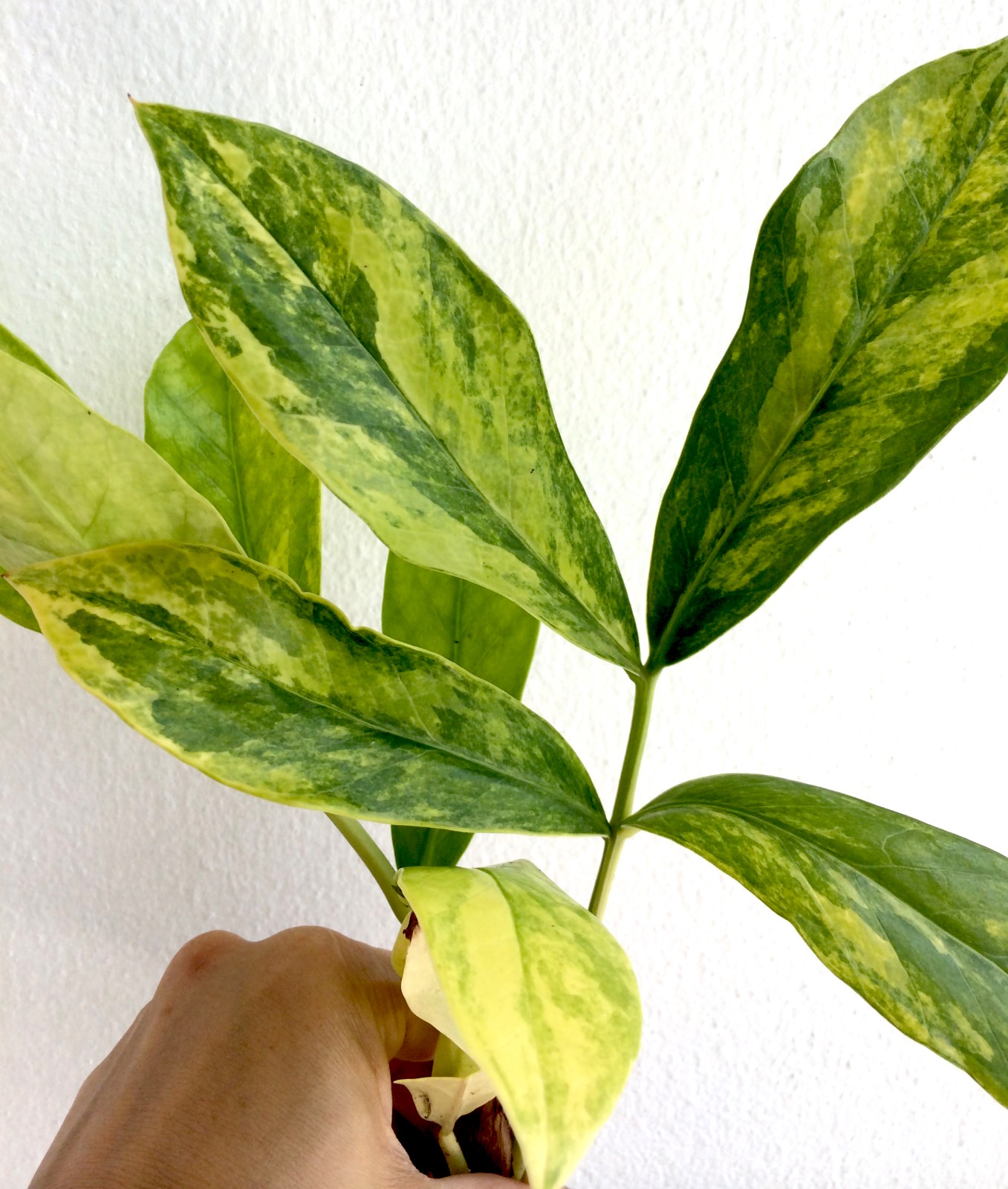 Zamioculcas zamifolia lemon variegated (long leaf)