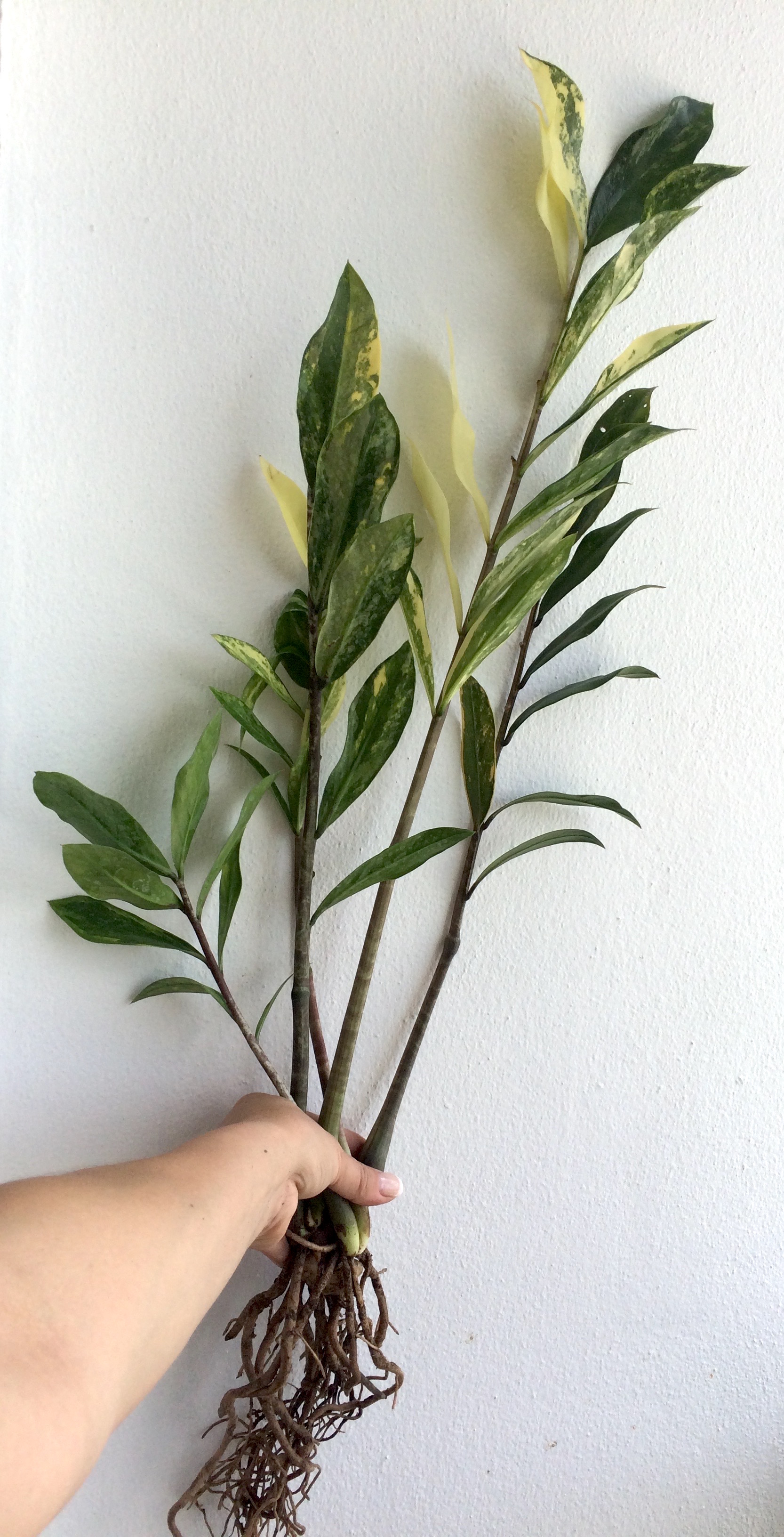 Zamioculcas zamiifolia white variegated (long leaf) / Замиокулькас замиелистный, белая вариегатность, длиннолистная форма  80-150