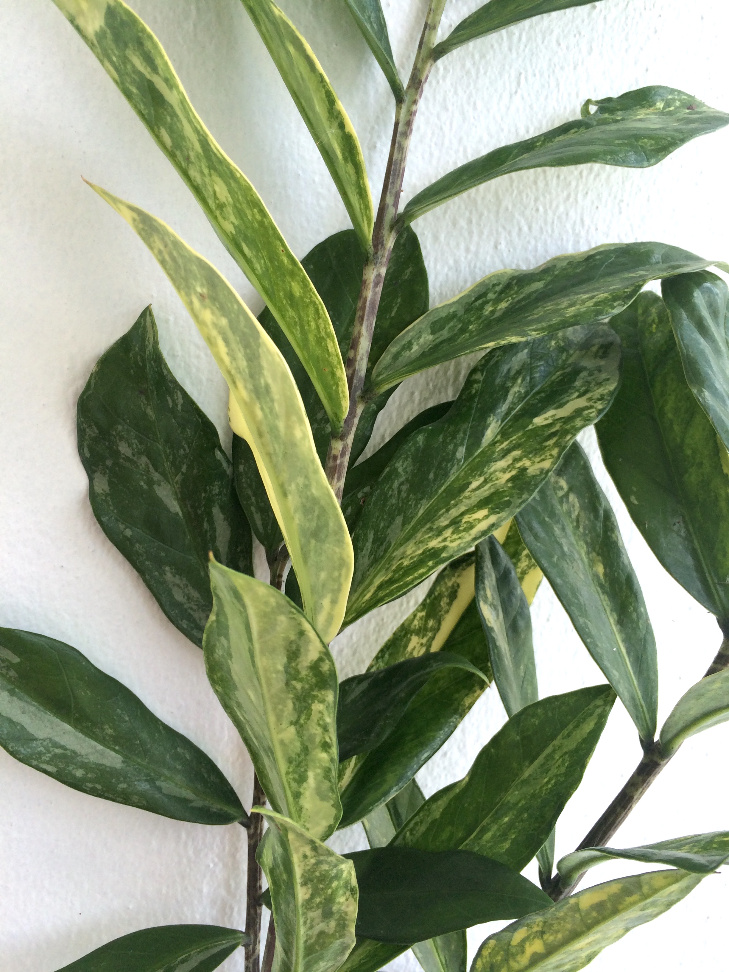 Zamioculcas zamifolia white variegated (long leaf)