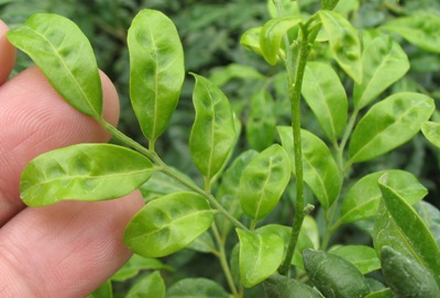 raya paniculata Dwarf wavy long leaf