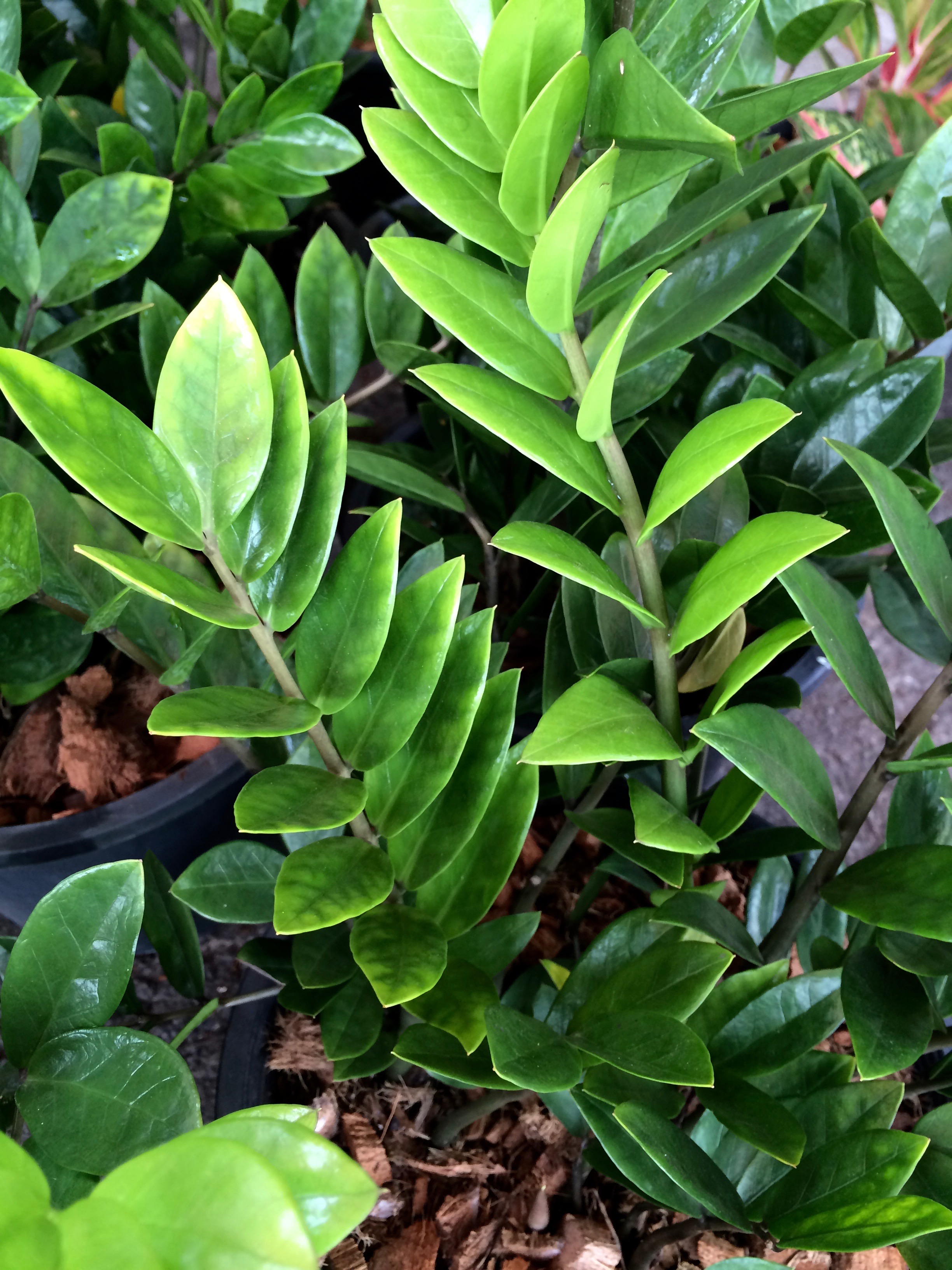zamioculcas zamifolia