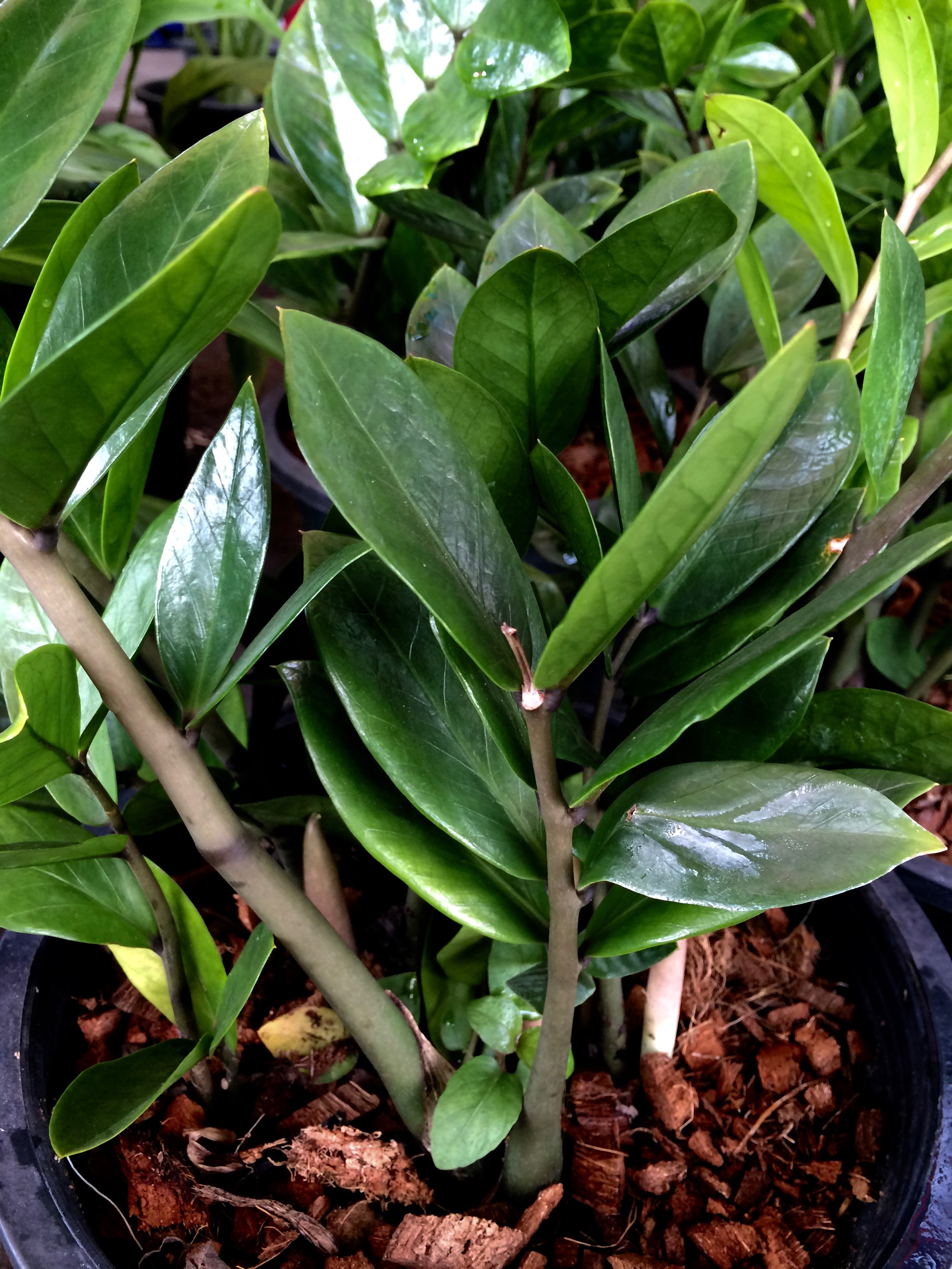 zamioculcas zamifolia