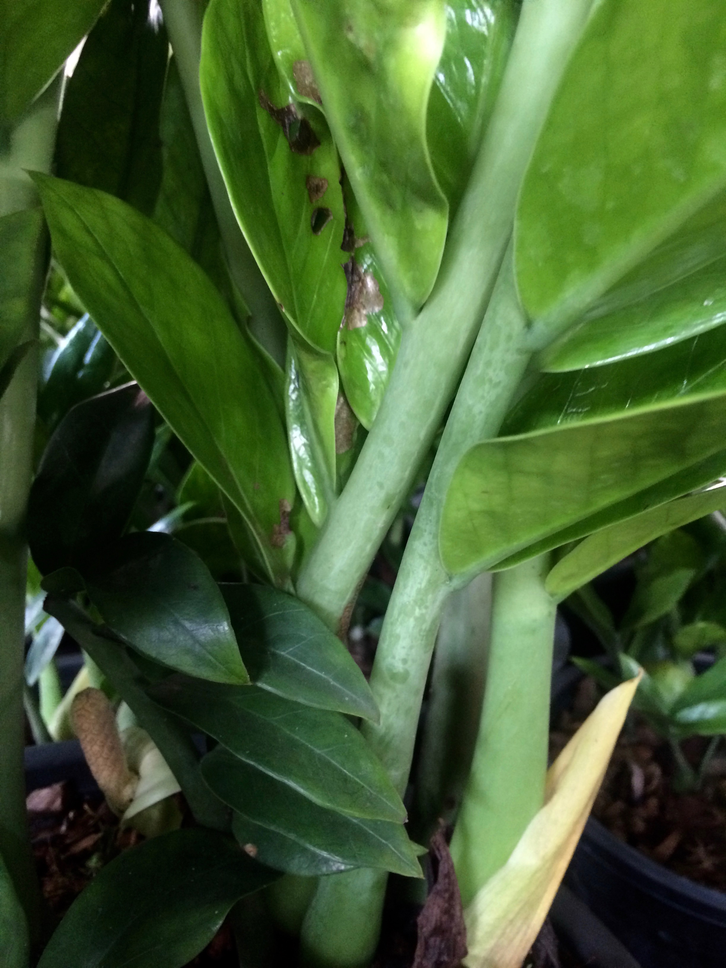 zamioculcas zamifolia